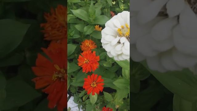 Цветочное танго. смотреть онлайн