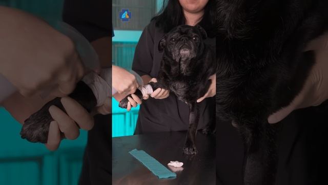 КАК СНЯТЬ КАТЕТЕР САМОСТОЯТЕЛЬНО #shorts смотреть онлайн