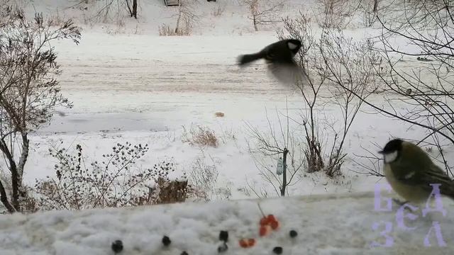 Любопытные синички. Curious tit смотреть онлайн