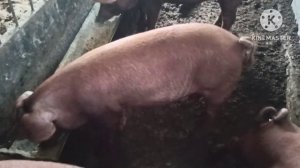 Избавляемся от мух в сарае. Работает 100%.