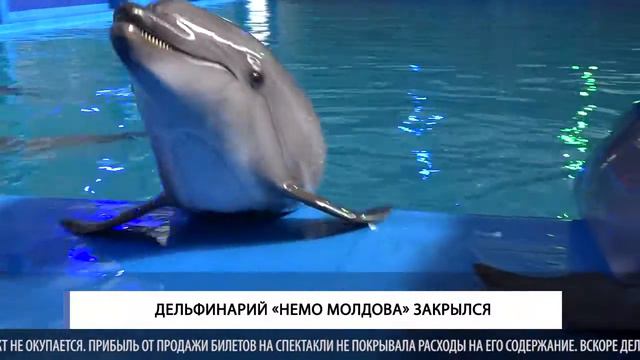 Дельфинарий «Nemo Moldova» закрылся смотреть онлайн