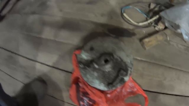 Проект ГГ ИЖ 56 (продолжение) смотреть онлайн