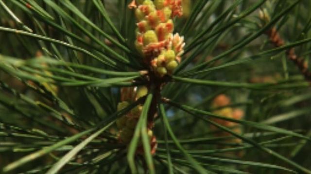 Pinus sylvestris (Pinaceae) Scots pine, Scotch pine смотреть онлайн