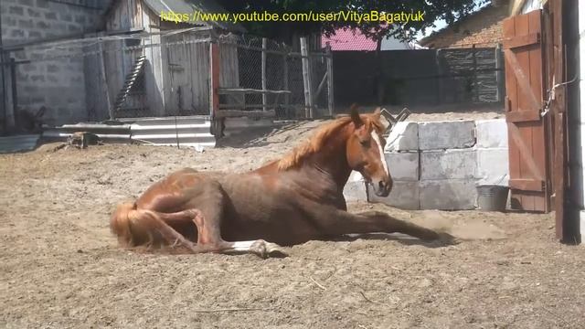 красивый конь кувыркается в пыли смотреть онлайн