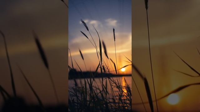 ЗВУКИ НОЧНОЙ ПРИРОДЫ ??ДЛЯ СПОКОЙНОГО И КРЕПКОГО СНА?СВЕРЧОК,КУЗНЕЧИК,ПТИЦЫ. смотреть онлайн