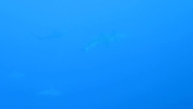 Акулы, рыбы фугу и дельфины красного моря смотреть онлайн