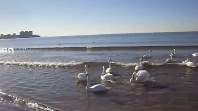 Чёрное море|Зима 2017|Анапа.Лебеди) #9 смотреть онлайн