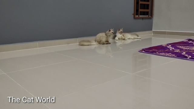 Lalo non-standard munchkin смотреть онлайн