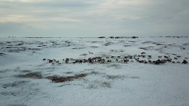 ОЛЕНИ НА СНЕГУ смотреть онлайн