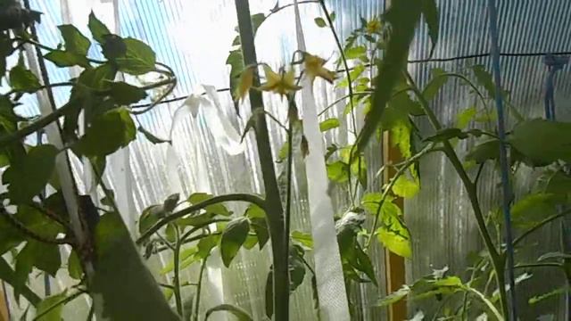 томаты,сорта и гибриды-часть-1 смотреть онлайн