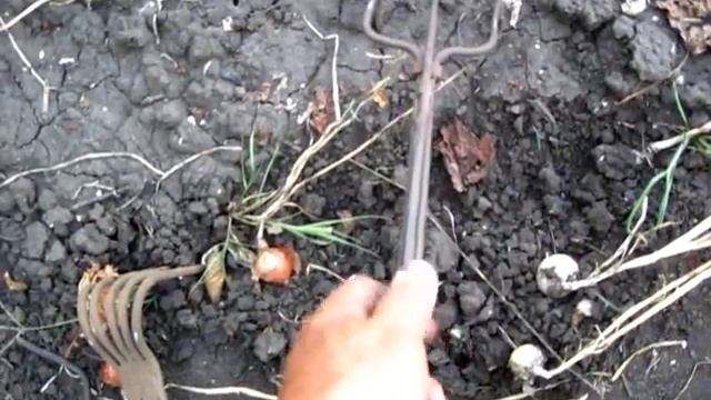 Пора выкапывать лук. Лучший инструмент для уборки лука смотреть онлайн