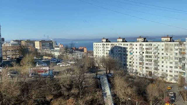 Черенок адениума пустил корни. Отпал один рог. Другие рожки восхищают размером. 20 ноября 2023 г.