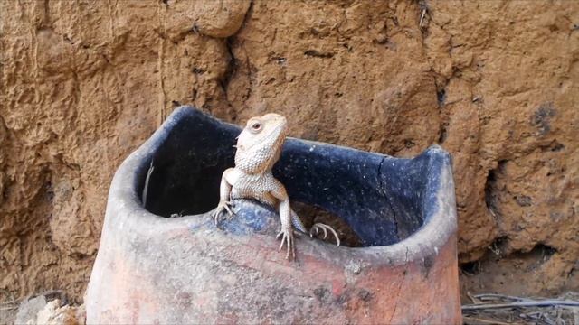 Nature And Wildlife Photography By Nikon Coolpix S2800 ♥️♥️