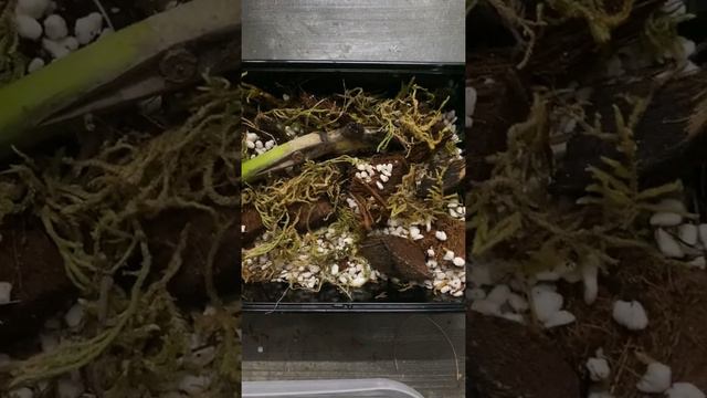 Monstera Albo & Aurea Propagation - Day 2 смотреть онлайн