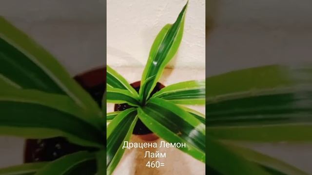 Драцена Лемон Лайм 460= смотреть онлайн