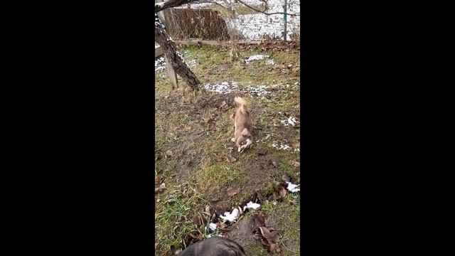 Питомник Хелена`с Хаус. ЧИХУАХУА. ШПИЦЫ. ЙОРКИ. смотреть онлайн
