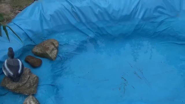 Ура !!! Мы сделали прудик ! смотреть онлайн