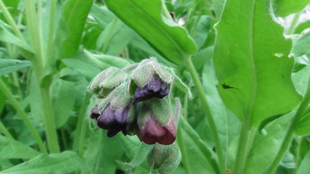 Cynoglossum officinale, houndstongue, houndstooth, dog's tongue, gypsy flower смотреть онлайн