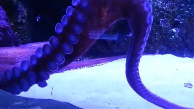 Огромный осьминог. смотреть онлайн