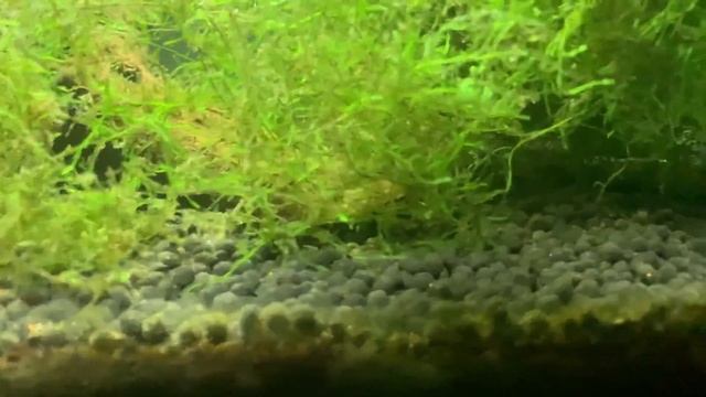 ISTA PREMIUM SOIL - САМЫЙ НЕОДНОЗНАЧНЫЙ ПИТАТЕЛЬНЫЙ ГРУНТ L И ВСЕ-ТАКИ СТОИТ ЛИ ЕГО ИСПОЛЬЗОВАТЬ?