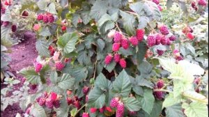 ЕЖЕМАЛИНА ТАЙБЕРРИ. ПЛОДОНОШЕНИЕ