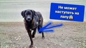 На морозе у голодного пса отказала лапка