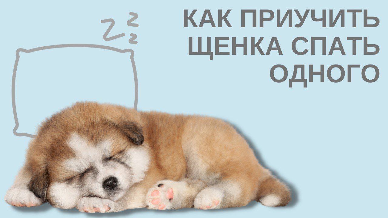 Как приучить щенка спать одного смотреть онлайн