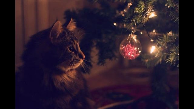 Какие запахи не переносят коты?! смотреть онлайн