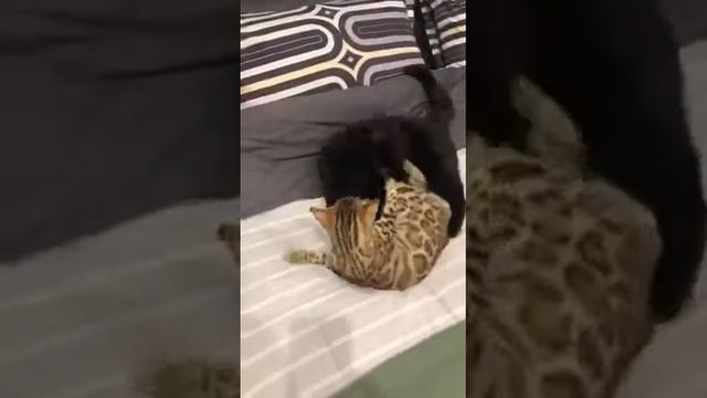 Кот Султан не любит гостей смотреть онлайн