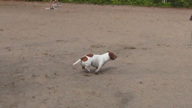 Коцубенко Юли Джек рассел терьер ЛЕВОН смотреть онлайн