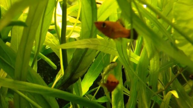 Сиамский Водорослеед САЕ. Аквариумная рыбка - борец с водорослями.