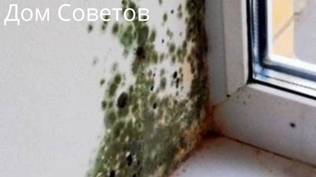 Осторожно, Плесень! Как легко избавиться от Плесени копеечными Средствами смотреть онлайн