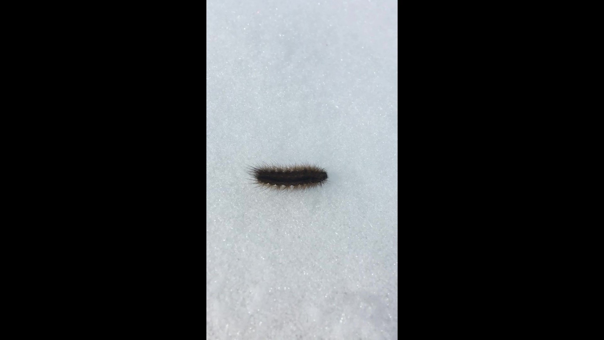 Гусеница ползет по снегу 10.04.2022 смотреть онлайн