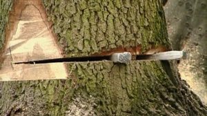 Основные правила при валке деревьев.