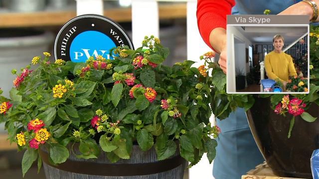 Phillip Watson Designs 5 pc Lantana Floriferous Live Plants on QVC смотреть онлайн