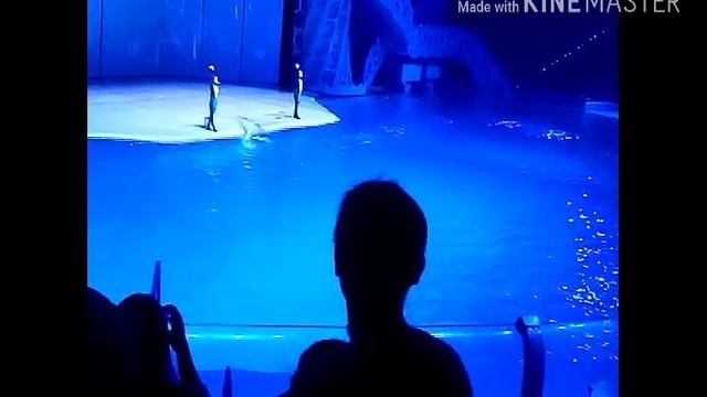 15октября,17г. Я ездила в Москвариум на представление. смотреть онлайн