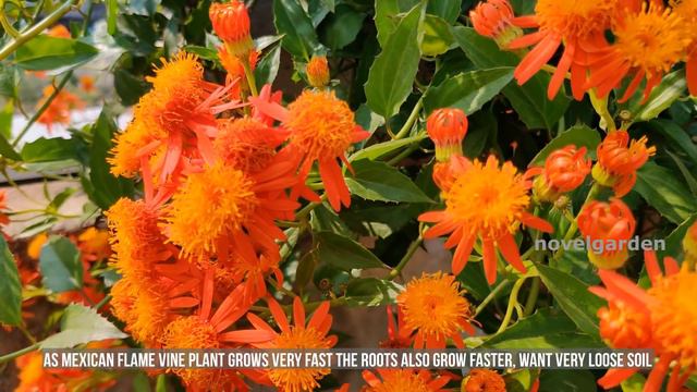 Mexican Flame Vine Complete Care | Propagation | Fertilizer | വർഷം മുഴുവനും പൂവിടുന്ന ക്രീപ്പർ ചെടി смотреть онлайн