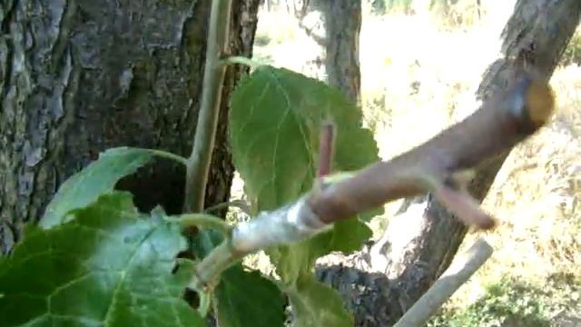 Результат летней прививки сливы зеленым в зеленое смотреть онлайн