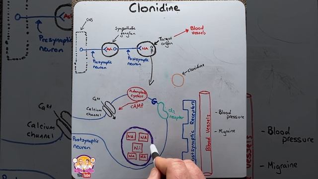 Clonidine - Mechanism Of Action