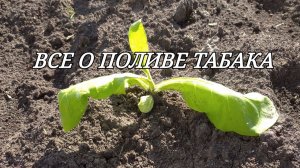 ВСЕ О ПОЛИВЕ ТАБАКА