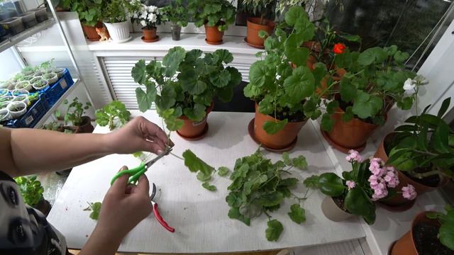 Черенкование пеларгонии весной 🌺 смотреть онлайн