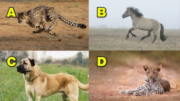 Which animals have the strongest BITE FORCE? | Animal Bite Force Comparison Quiz