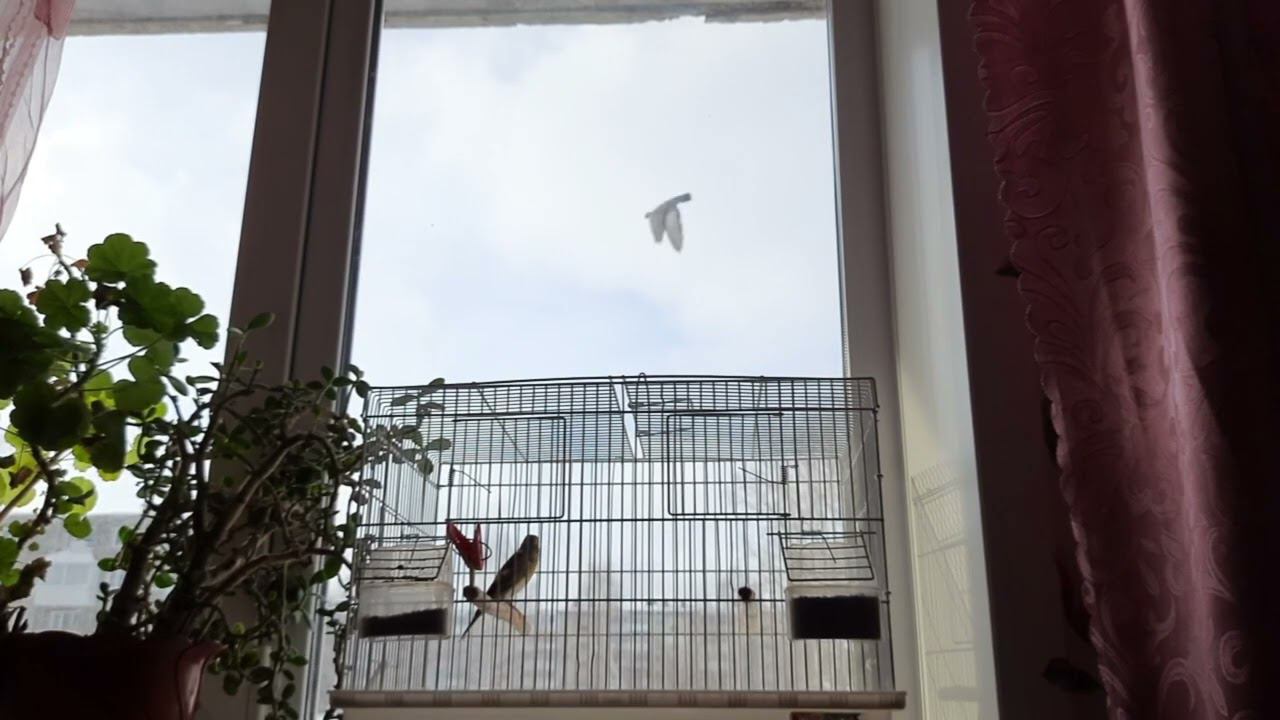 Песня гибрида щегол+канарейка 13.2.2022 год. смотреть онлайн