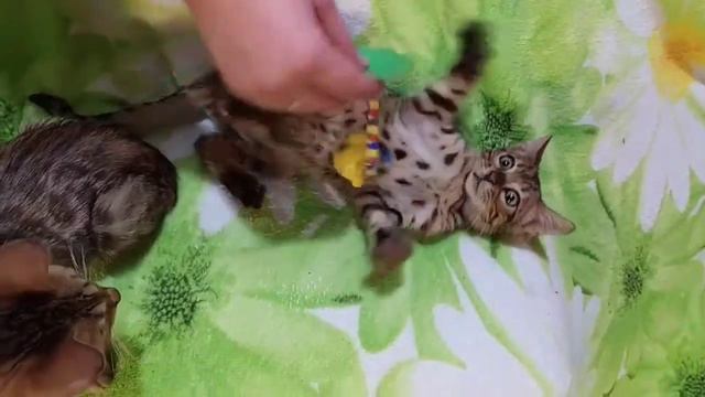 Бенгалы в семье смотреть онлайн