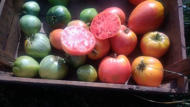 Сорта томатов для открытого грунта.Сорт Тяжеловес Сибири смотреть онлайн