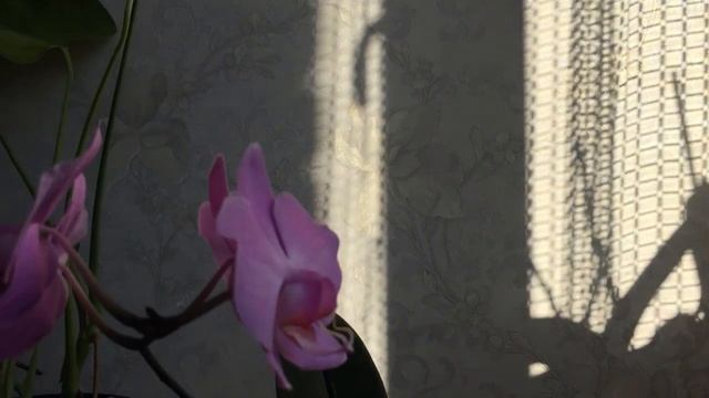 Превращение орхидеи из гадкого утенка в прекрасного лебедя# Тряпичная орхидея# смотреть онлайн