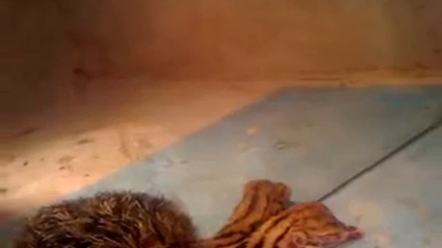 страусята смотреть онлайн