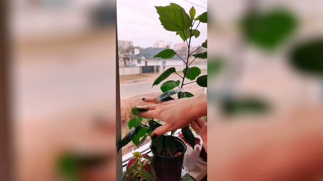 Обрезка гибискуса / Pruning Hibiscus