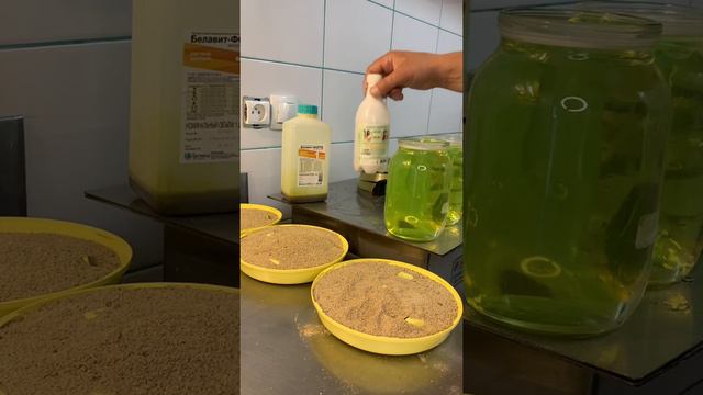 Чем пропаивать птицу до пяти дней после вывода смотреть онлайн