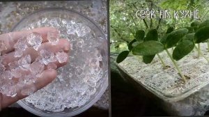 Как вырастить микрозелень дома Выращивание микрозелени в гидрогеле, вате, банке, бумажных салфетках